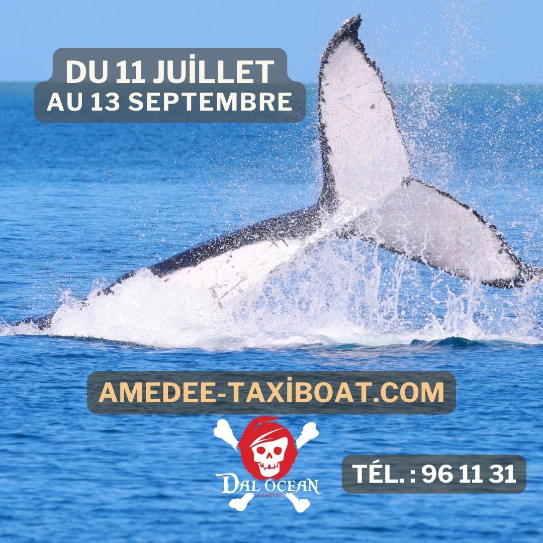 DalOcean Charter - TAXIBOAT - CATAMARAN observation BALEINES - (sortie ilot Signal, Laregnere, Amédée)